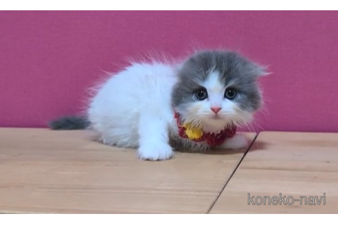 成約済の東京都のスコティッシュフォールド(折れ耳)-105330の6枚目